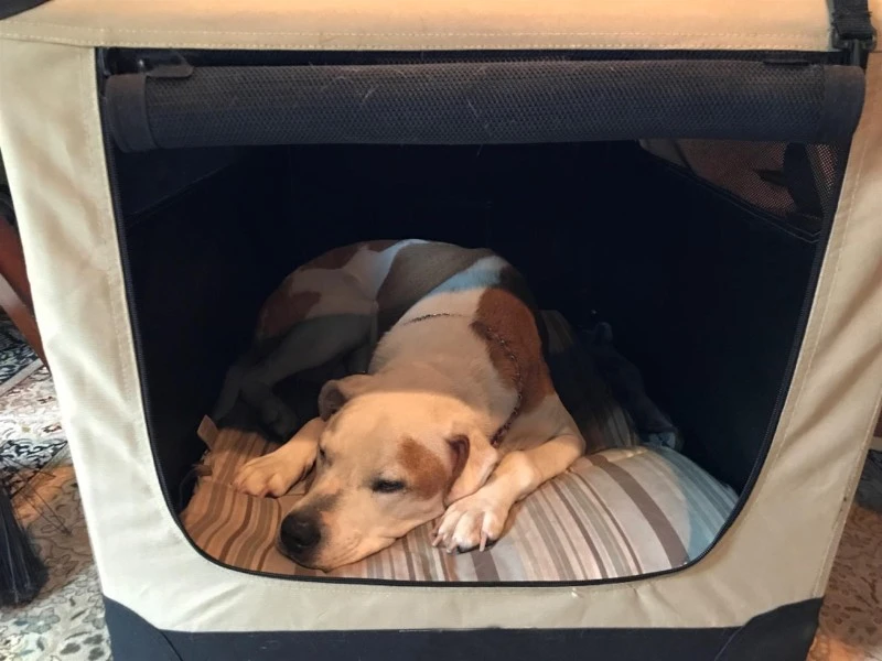 soft sided dog crates soft sided dog crates
